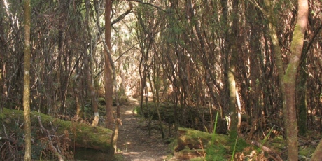 Light forest of Blowhole Valley