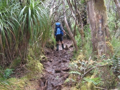 Part of the South Coast Track