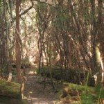 Light forest of Blowhole Valley