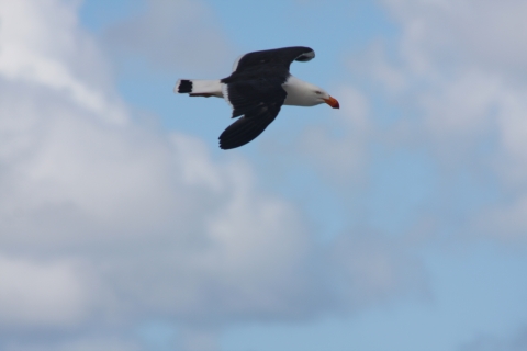 Beautiful bird South Coast Track